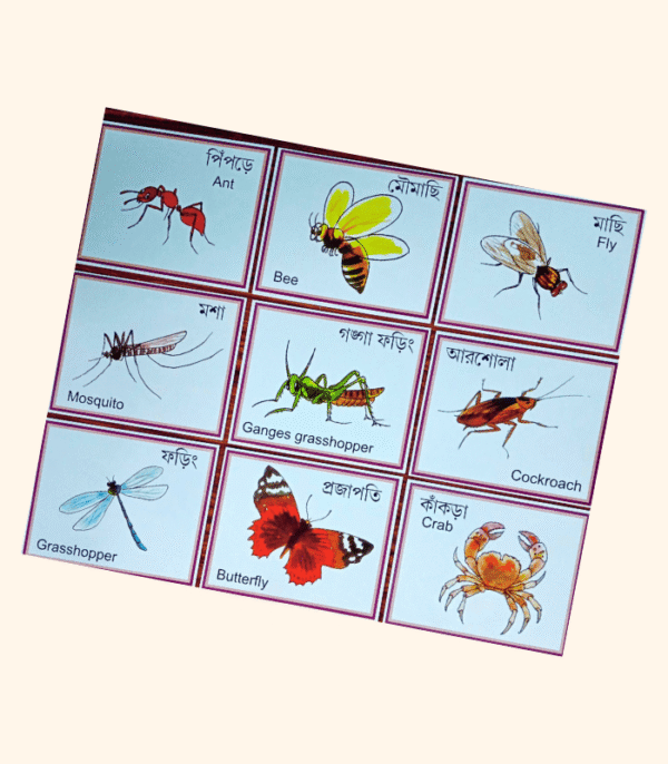 Flash Cards - Insects