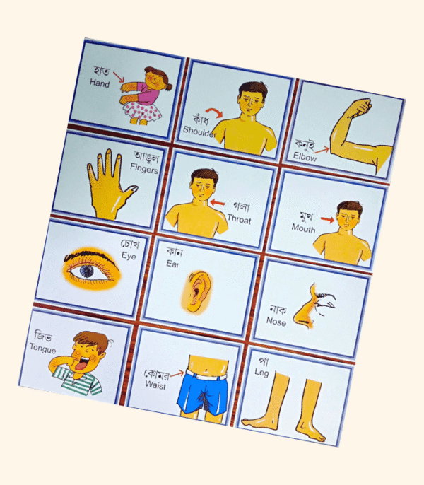 Flash Cards - Body Parts