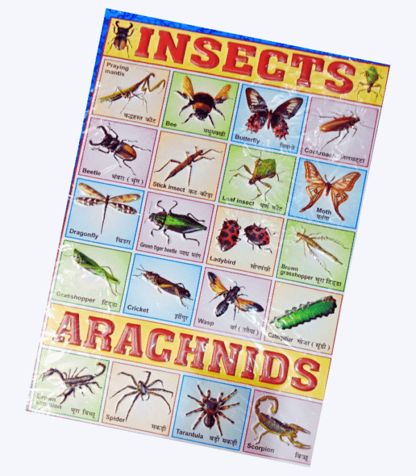3D Chart - Insects